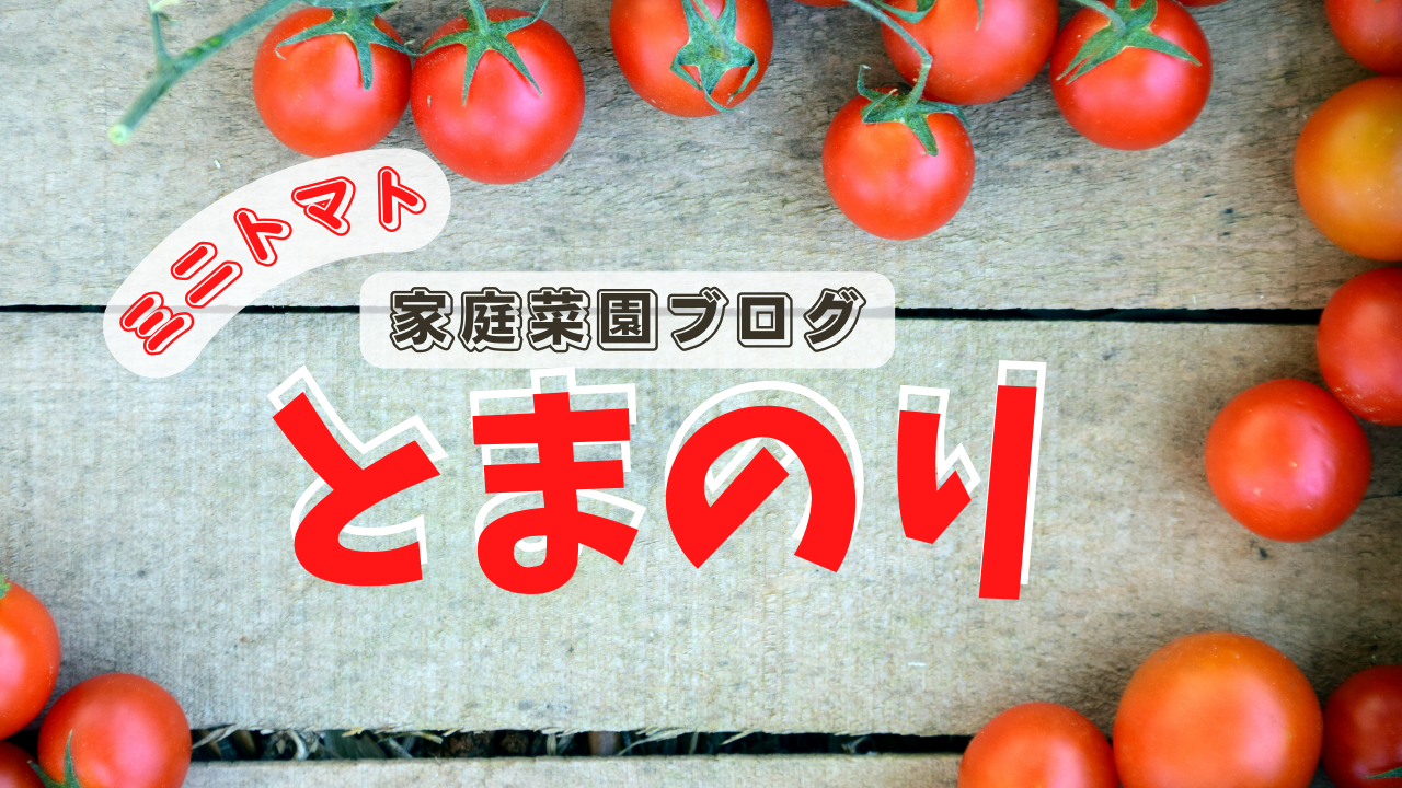 薄皮ミニトマトの個人的なランキングです。皮の薄いミニトマトを育ててみました。2022年度の結果から、オススメ品種を紹介します。プチぷよ 、ぷるるん、あまぷるは美味しいミニトマトです。 ミニトマト 家庭菜園ブログ とまのり