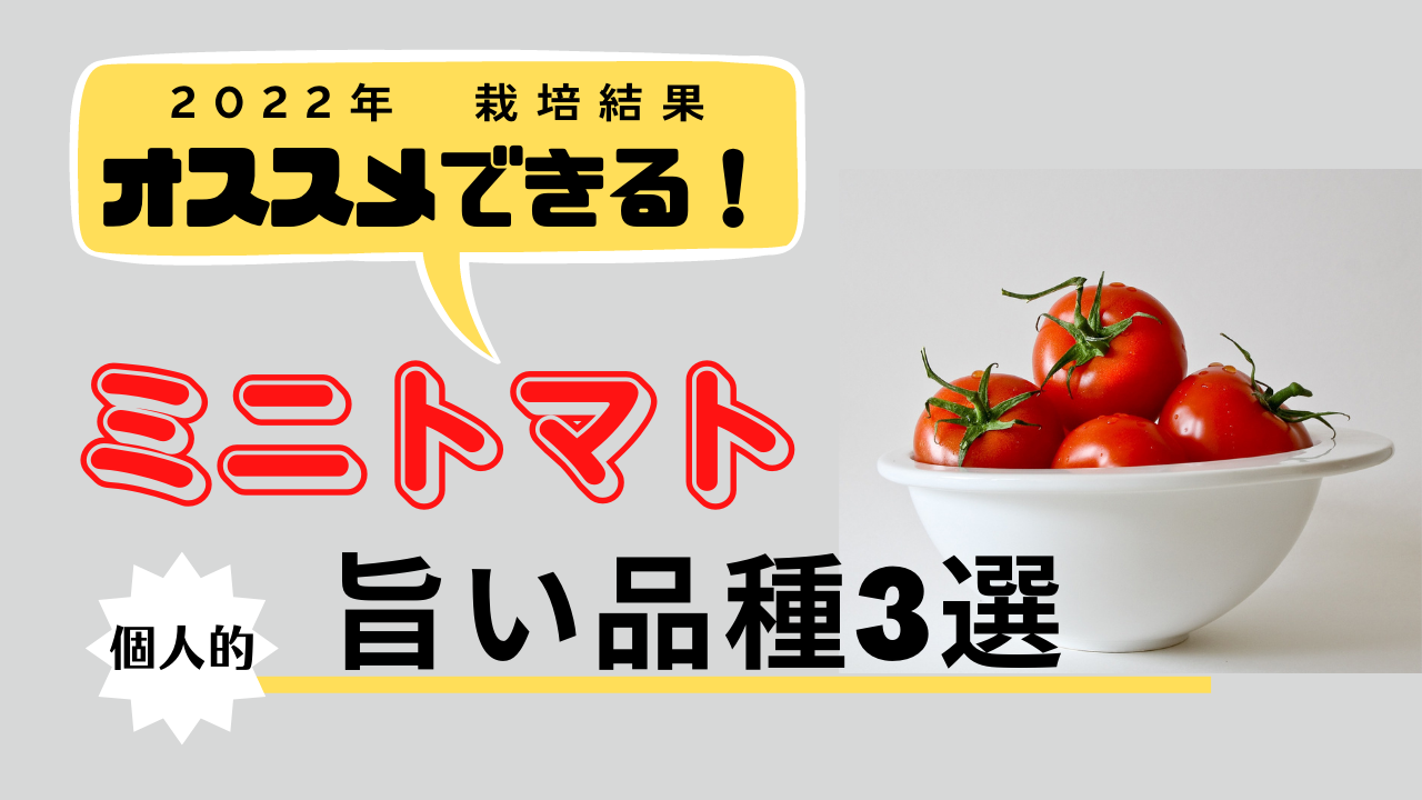 薄皮ミニトマトのオススメ品種「プチぷよ」「ぷるるん」「あまぷる」の糖度測定結果になります。令和４年度は雨除けを設置した結果、約10度を超えて甘い ミニトマトを収穫できました。 | ミニトマト 家庭菜園ブログ とまのり